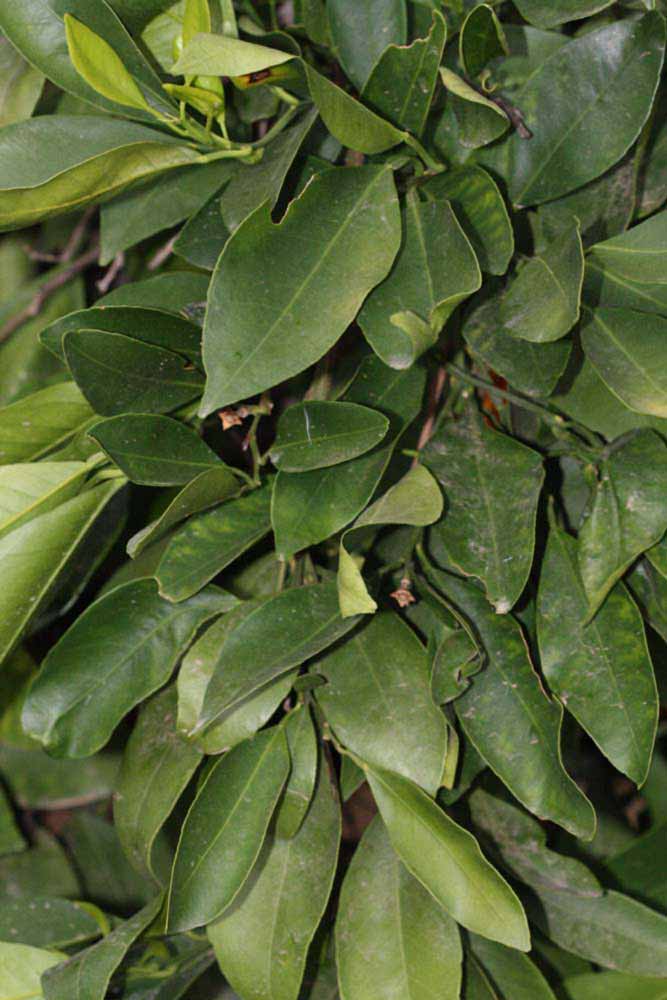              Shade leaves (Riverside, CA)       